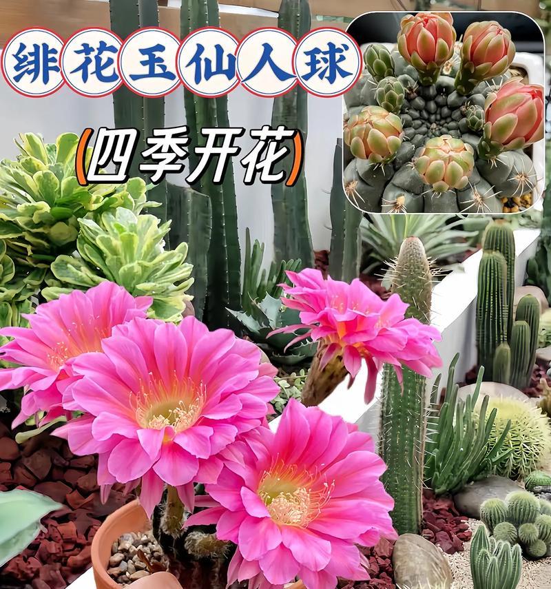 仙人球为何都在十月开花？