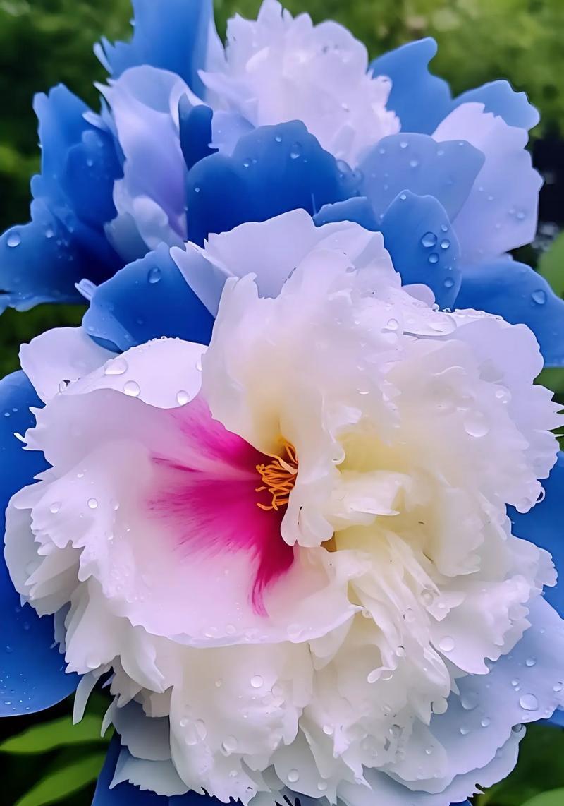 牡丹花粉与哪种玫瑰花搭配最佳？