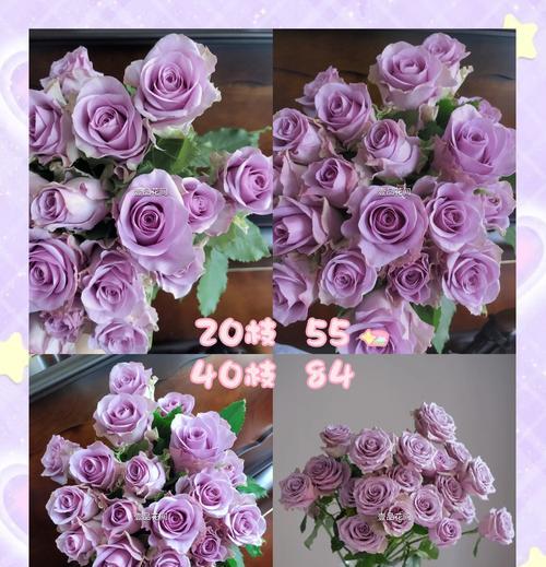玫瑰花的养殖秘诀是什么？