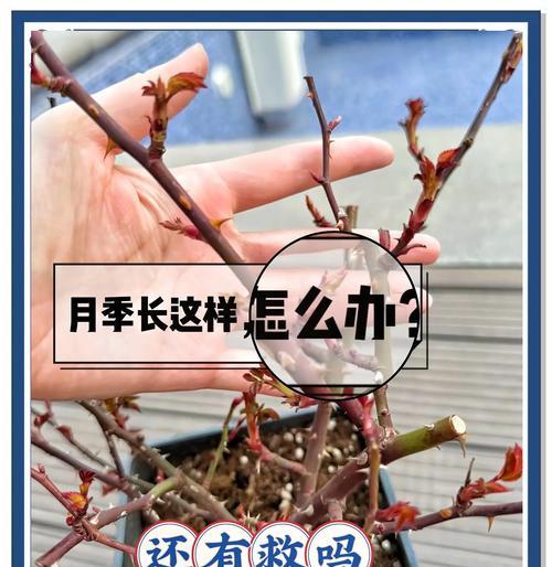 玫瑰花的养殖秘诀是什么？
