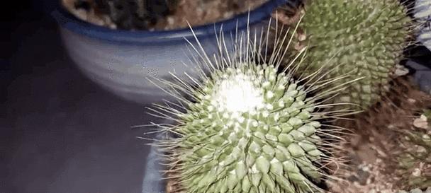 仙人球白玫瑰怎样才能开花？养护白玫瑰的秘诀是什么？