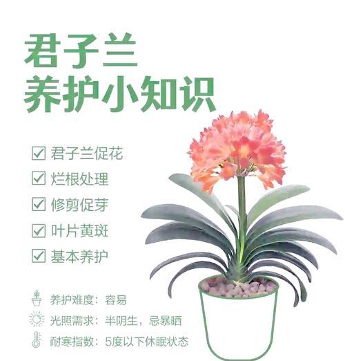 大君子兰带花时的养护和管理要点有哪些？