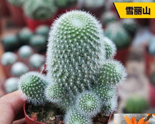仙人球盆栽软刺的养护难度如何？有哪些养护建议？