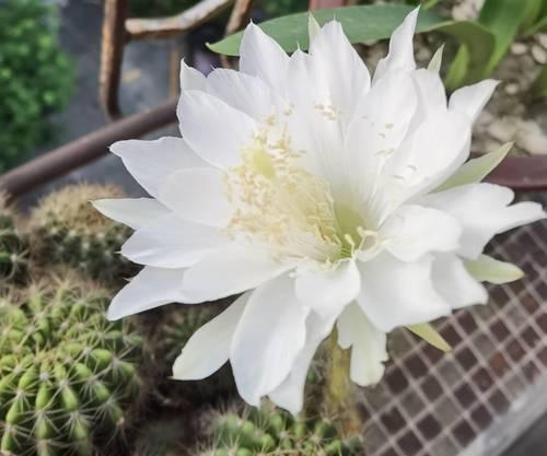 仙人球花开花慢的原因是什么？如何促进其快速开花？