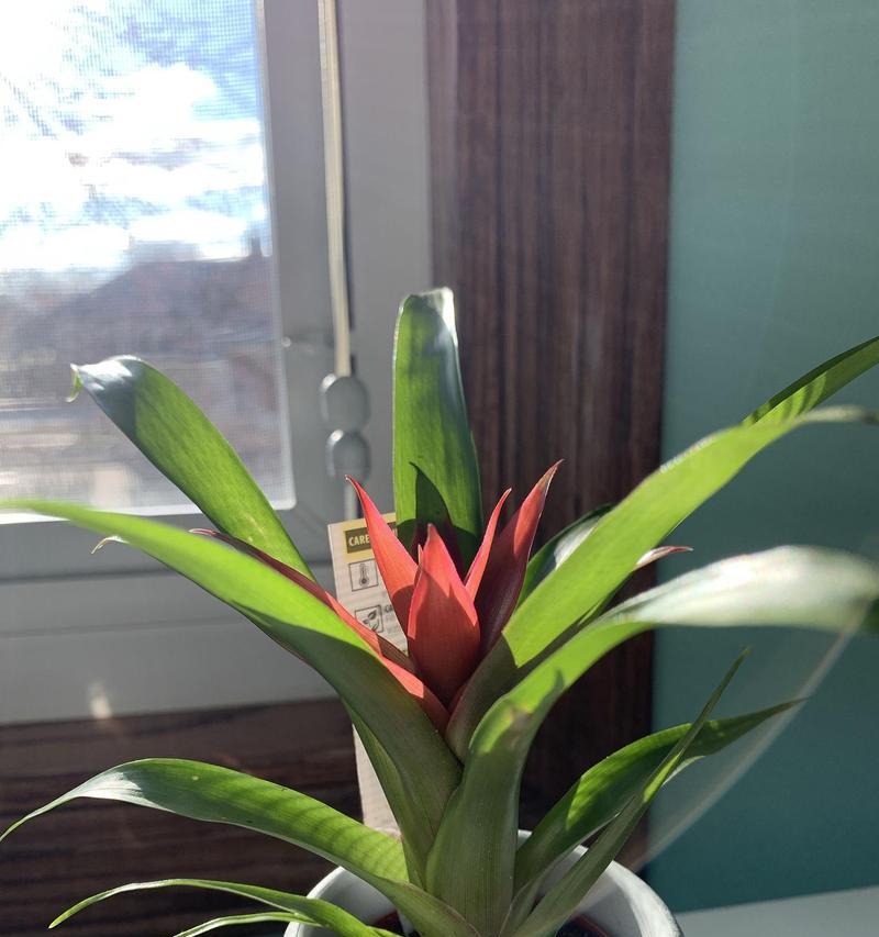 君子兰小苗适合深盆种植吗？深盆养护君子兰的技巧是什么？