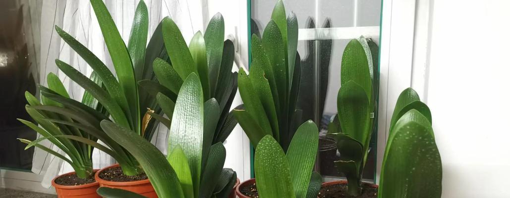 君子兰小苗适合深盆种植吗？深盆养护君子兰的技巧是什么？