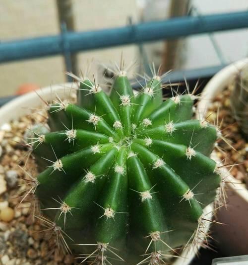 瓦片种植仙人球的方法是什么？