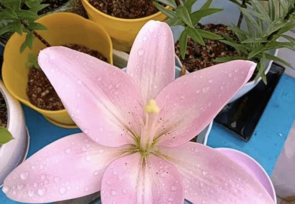 粉色玫瑰花幼苗的养护技巧有哪些？怎样才能养出健康幼苗？