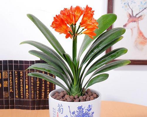 名贵君子兰品种有哪些？