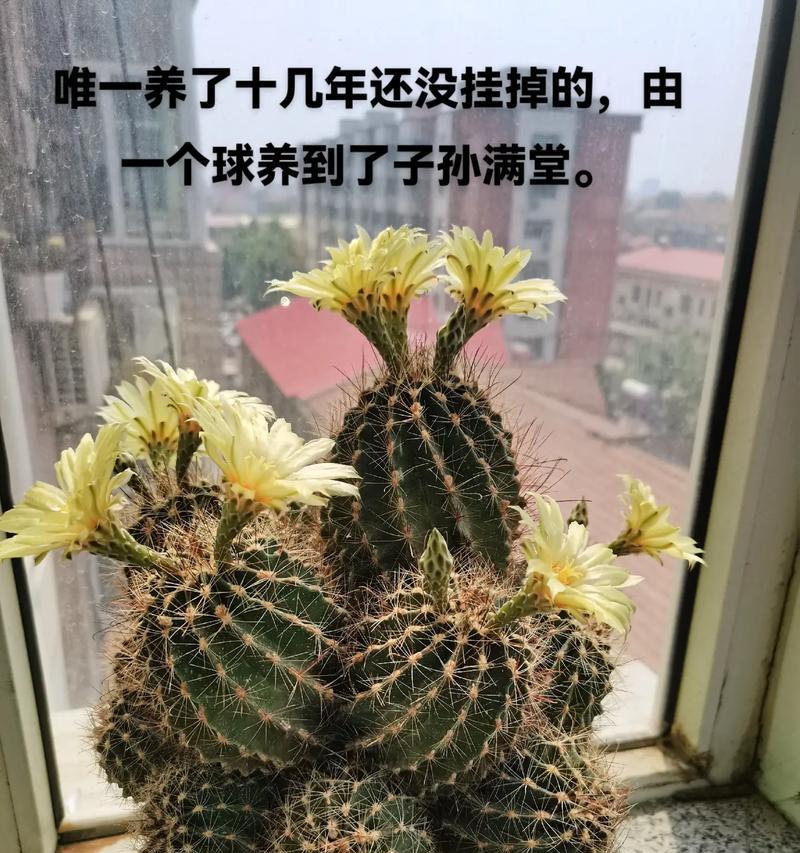 仙人球发霉后的处理方法是什么？