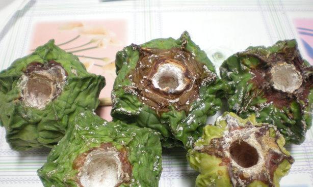 仙人球发霉后的处理方法是什么？