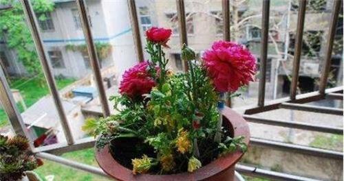 牡丹花换水养殖技巧是什么？