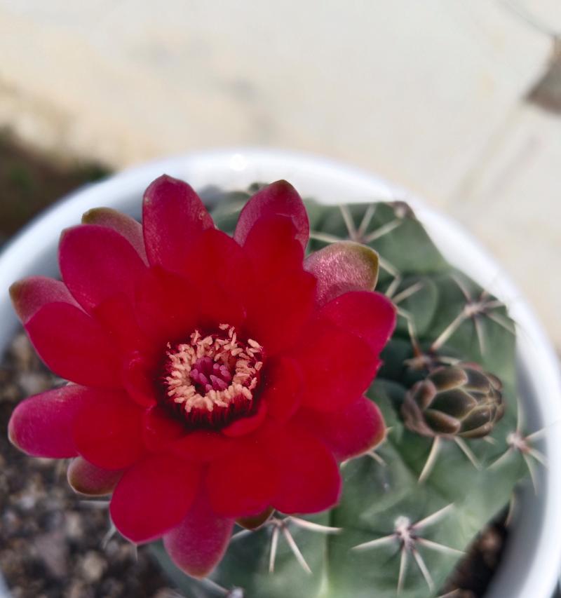 绯花玉仙人球的开花形态有何特点？