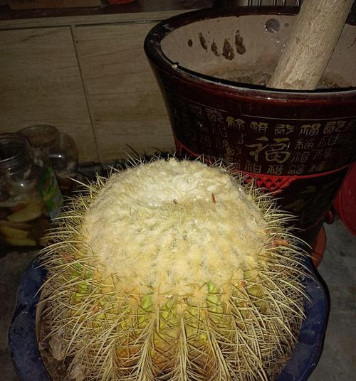 仙人球底部发黄发软是什么原因？如何处理这种情况？