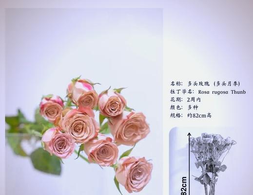 花瓶中的玫瑰花如何养护？养护过程中需要注意什么？