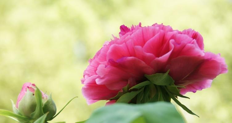 牡丹花顶芽颜色变化的原因是什么？