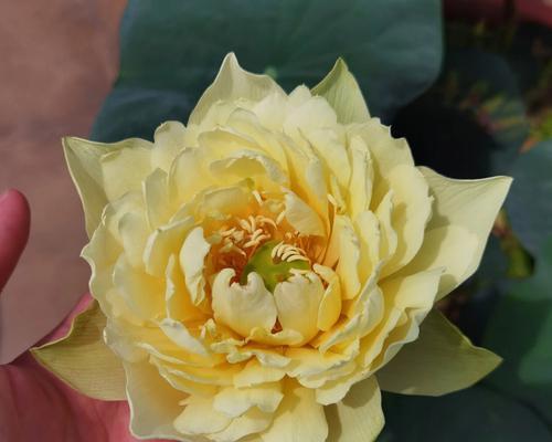 牡丹花顶芽颜色变化的原因是什么？