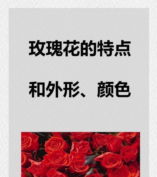 玫瑰花与哪种叶子搭配最佳？