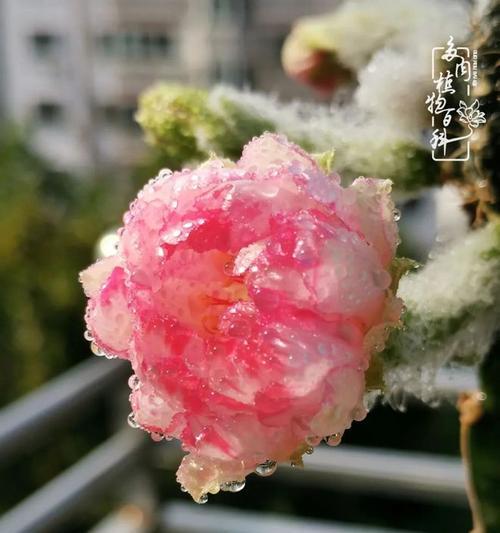 马库斯仙人球开花秘诀是什么？