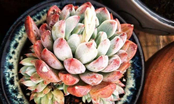 马库斯仙人球开花秘诀是什么？