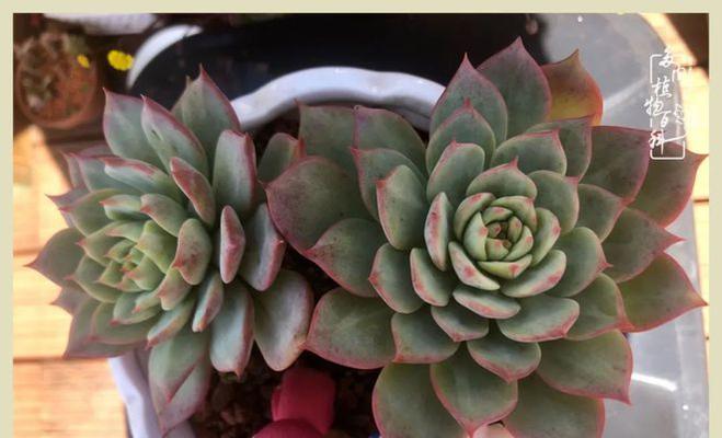 马库斯仙人球开花秘诀是什么？