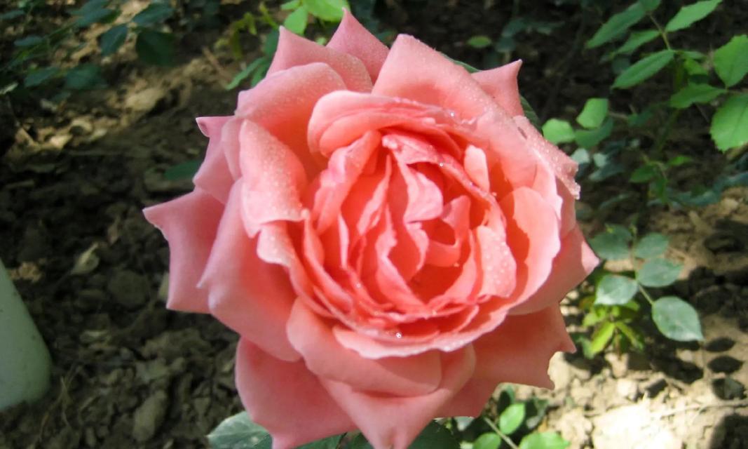 公园月季玫瑰花如何养护才能更美观？