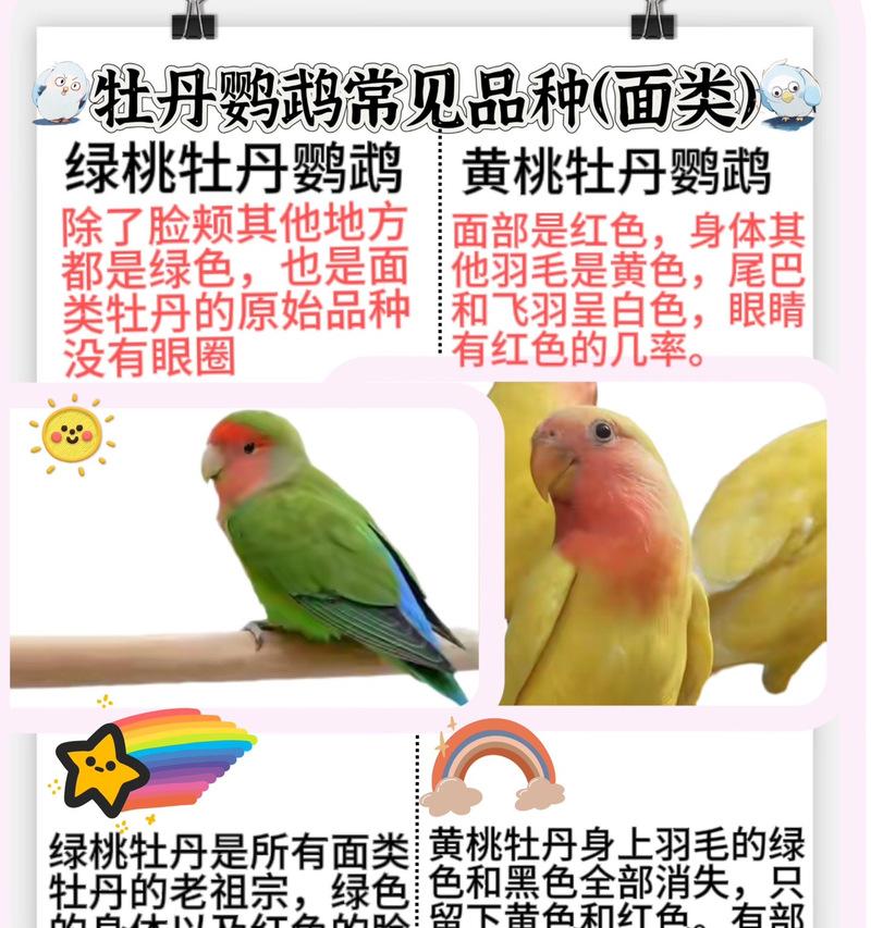 牡丹花金丝鹦鹉的养殖技巧有哪些？如何确保它们健康成长？