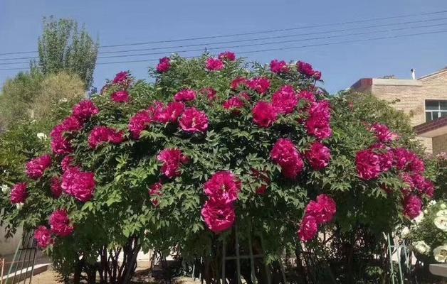 哪种木材最适合用于嫁接牡丹花？