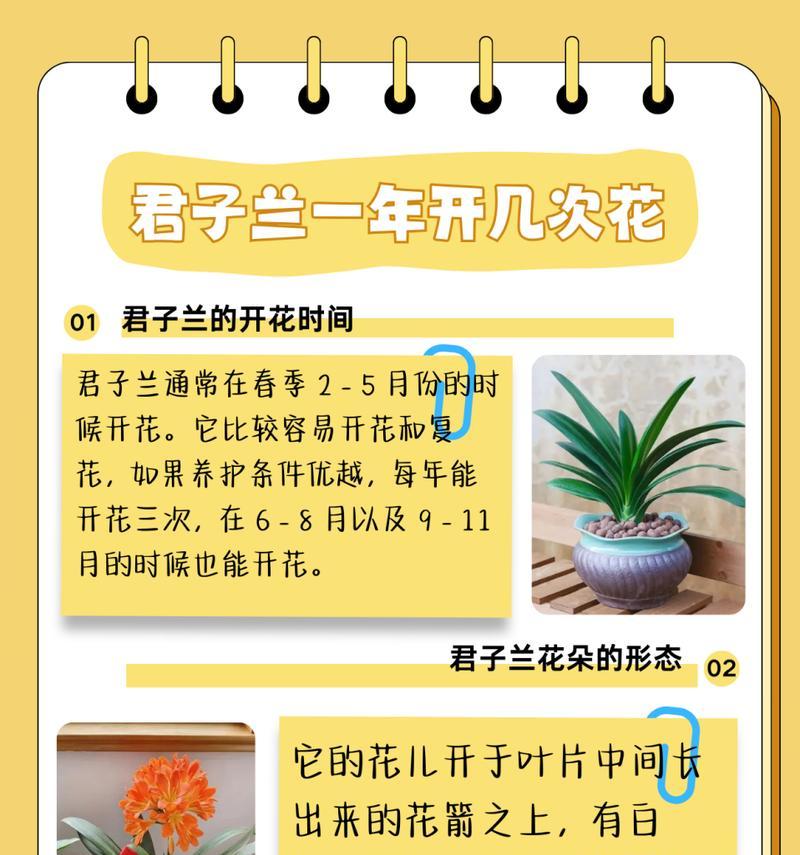 君子兰象征着什么精神？它有哪些文化意义？