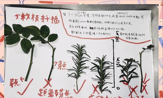 仙人球扦插技巧有哪些？