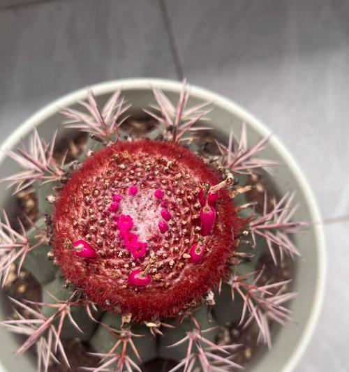 牡丹仙人球闷养技巧有哪些？怎样才能成功开花？