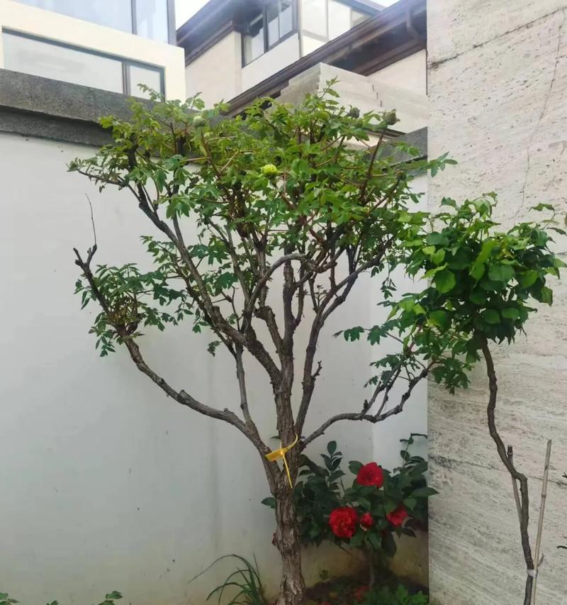 牡丹花与哪些植物相似？