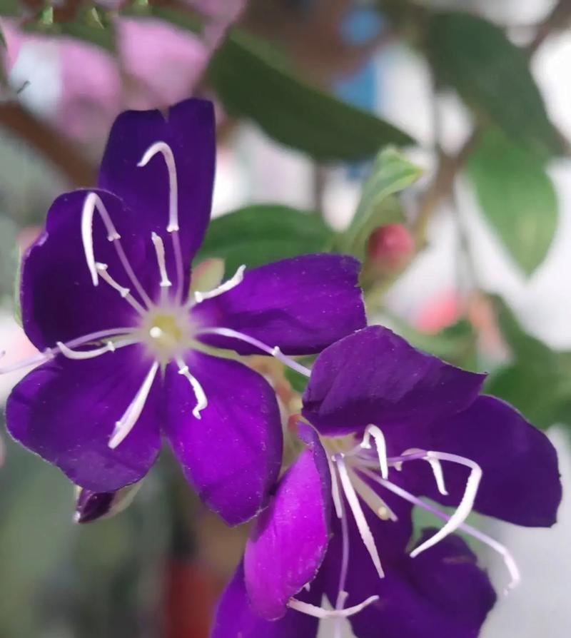 牡丹花与哪些植物相似？