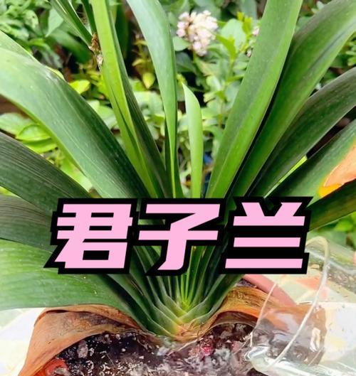 君子兰叶子不嫩是什么原因？如何解决？