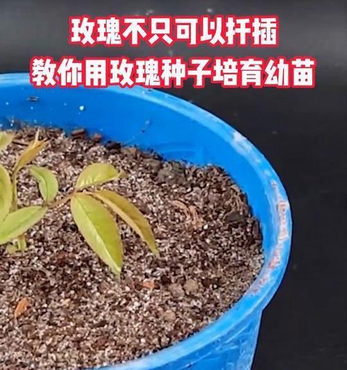 玫瑰花对土壤有什么特殊要求？如何改善土壤条件？