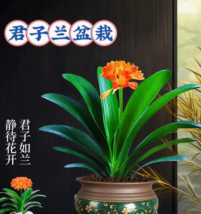 彩叶与君子兰有哪些区别？各自的特性是什么？