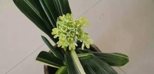 彩叶与君子兰有哪些区别？各自的特性是什么？