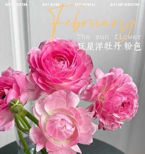 凤丹粉色牡丹花的养护和管理方法是什么？