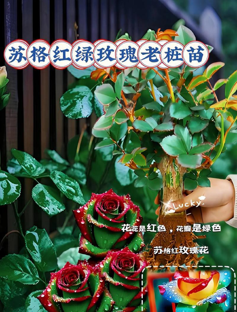 一万支玫瑰花的花瓣总数是多少？