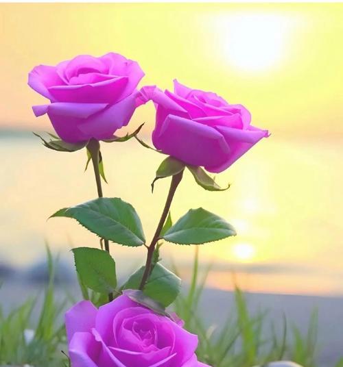 一万支玫瑰花的花瓣总数是多少？
