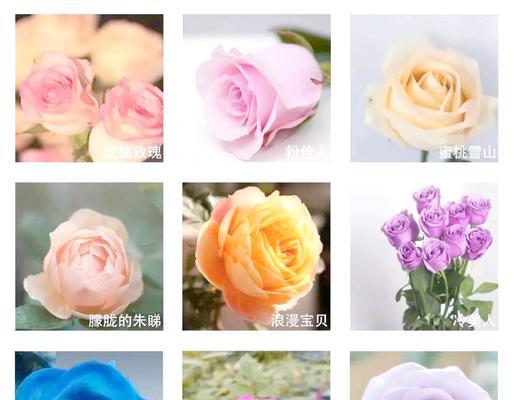 一万支玫瑰花的花瓣总数是多少？