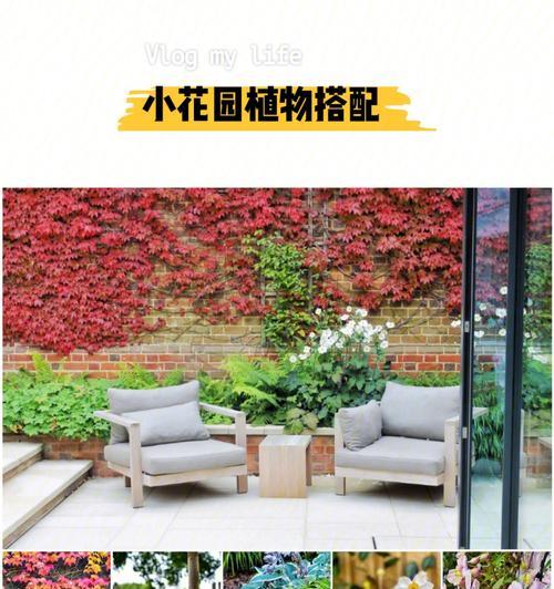 花池种植牡丹花的美观布局方法？