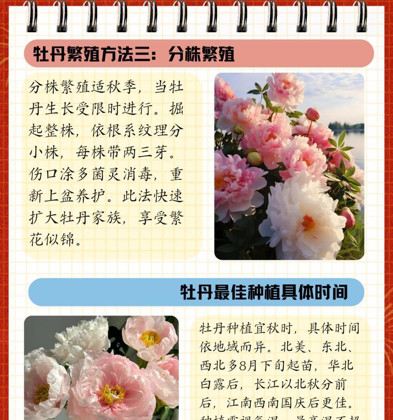 花池种植牡丹花的美观布局方法？