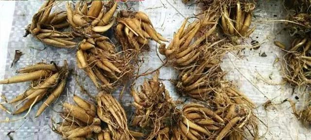 有块茎的牡丹花如何养护才能顺利开花？需要注意哪些要点？
