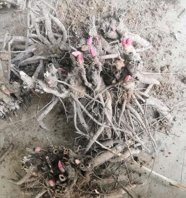 有块茎的牡丹花如何养护才能顺利开花？需要注意哪些要点？