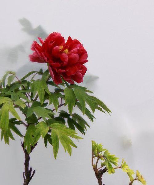 有块茎的牡丹花如何养护才能顺利开花？需要注意哪些要点？