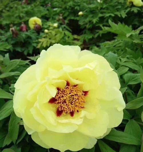 牡丹花的存活率如何提高？