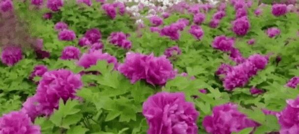 牡丹花的存活率如何提高？