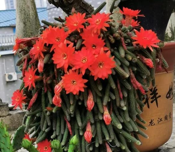 红色圆的仙人球品种是什么？这种仙人球有什么特点？