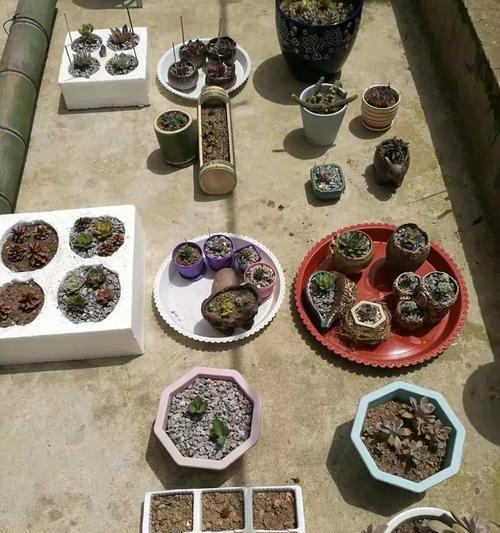 竹筒种仙人掌的正确方法是什么？如何提高发芽率？